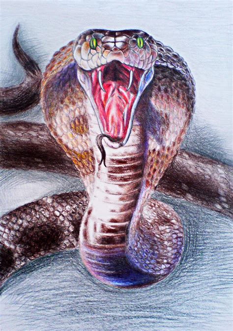 King Cobra Snake Realistic Pencil Snake Drawing King Cobra By Diana