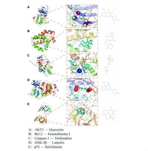 Interaction Mode Between Qsyq Active Molecule And Core Targeted