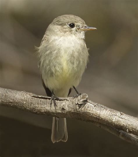 Gray Flycatcher San Diego Bird Spot