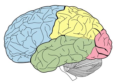 Définition Néocortex Néopallium