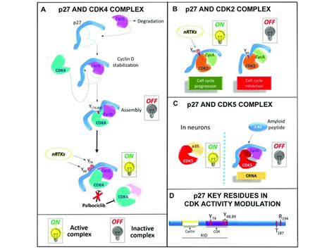 P27 And Cdk Interaction The Scheme Summarizes Some Of P27 Interaction Download Scientific