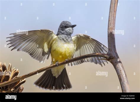 Cassin S Kingbird Tyrannus Vociferans Stock Photo Alamy