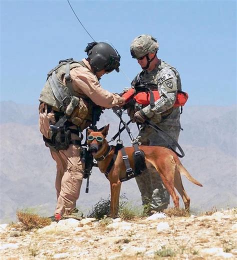 Hook Up Military Working Dogs Military Dogs Military Service Dogs