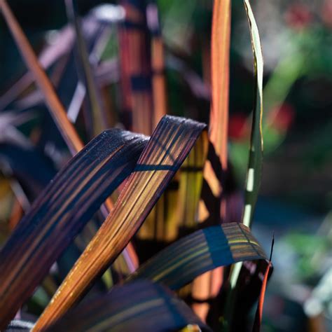 Perennial Dwarf Fountain Grass - Charleston Parks Conservancy