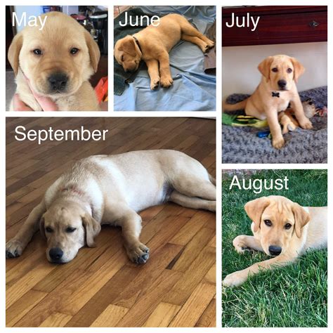 I didn’t believe how fast they grow : r/labrador