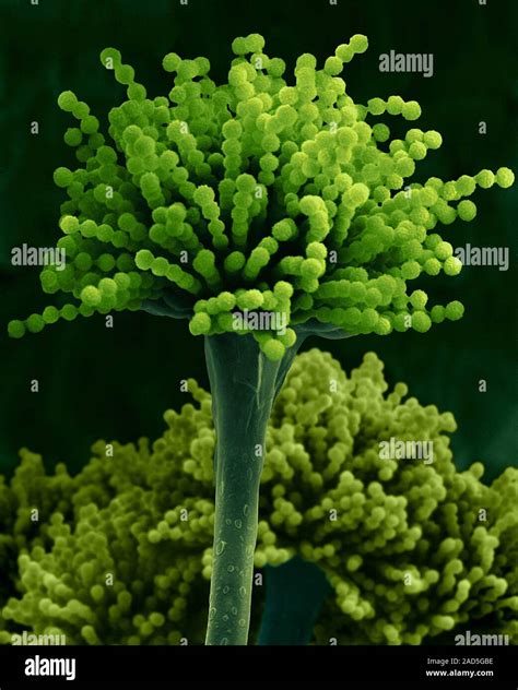 Coloured Scanning Electron Micrograph Sem Of Mould Aspergillus