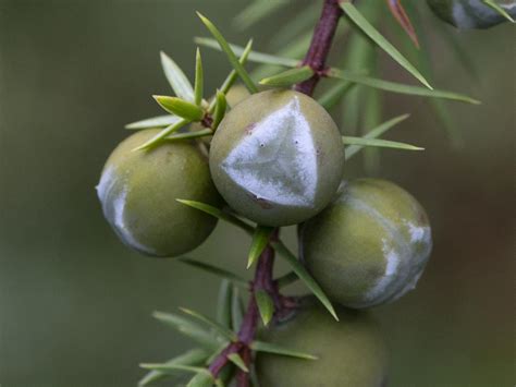 Juniperus Oxycedrus