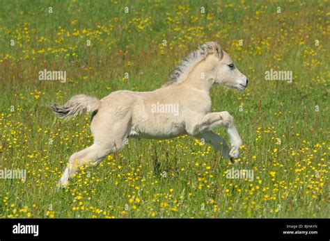 Norwegian Fjord horse foal running meadow Stock Photo - Alamy