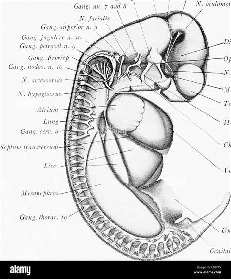 A Laboratory Manual And Text Book Of Embryology Embryology 122 The