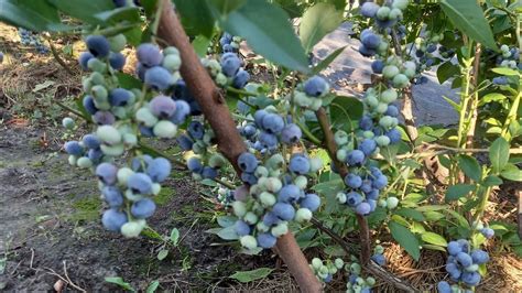 Голубика сорт Либерти. - YouTube