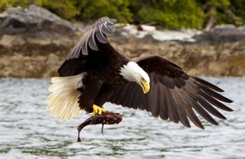 Elang Botak, Burung Perkasa Lambang Negara Amerika | RE Tawon