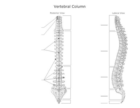 Vertebral Column Unlabelled Lateral View