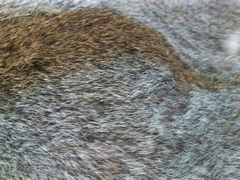 Grey Squirrel Fur Ref By Foxxytheanarchist On Deviantart