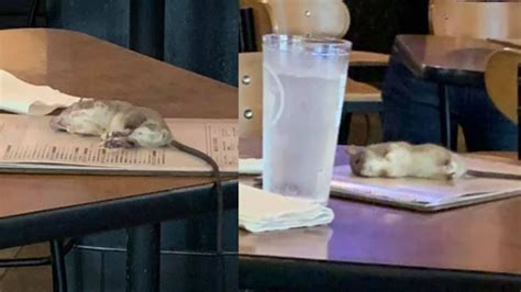 Woman Greeted By Rat Falling From Ceiling At Buffalo Wild Wings Abc11