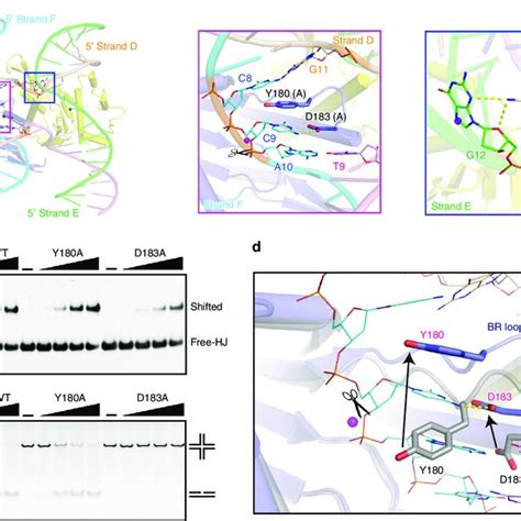 Sequence Dependent Hj Cleavage By Chloroplast Moc1s A Schematic