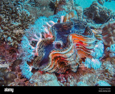 Schuppige Riesenmuschel Tridacna Squamosa Unterwasser Foto