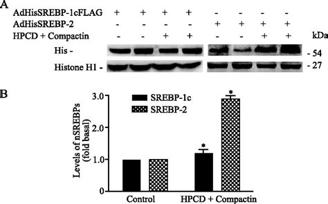 Insulin Enhances Post Translational Processing Of Nascent Srebp 1c By