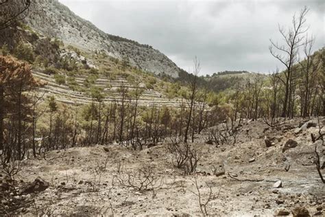 Tierra Quemada Y árboles Secuelas De Incendios Forestales Grecia 2024