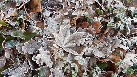 Sfondi Le Foglie Natura Inverno Ramo Ghiaccio Freddo Brina