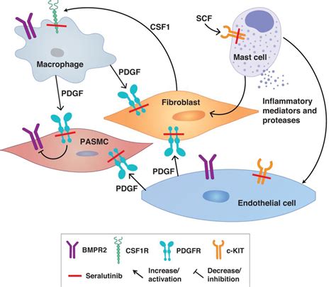 Seralutinib Inhibits PDGFR CSF1R And C KIT Thereby Modulating Key