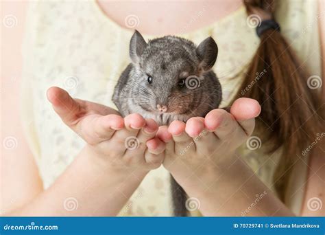 Chinchilla Sitting On Hands Stock Image Image Of Animal Furry 70729741