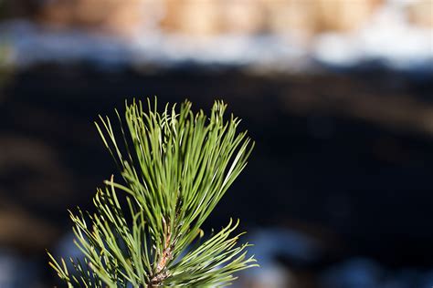 Free Images Tree Nature Branch Leaf Flower Green Botany Flora