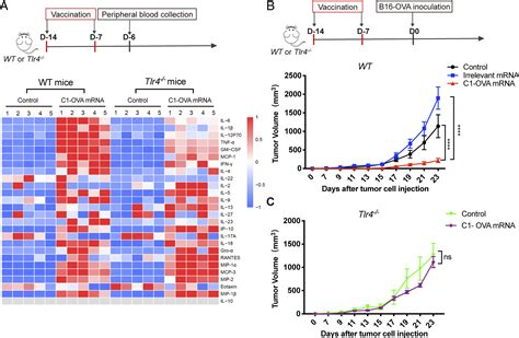 Delivery Of Mrna Vaccine With A Lipid Like Material Potentiates