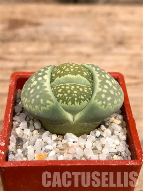 SHPR5821 Lithops Julii Ssp Fulleri V Fulleri Fullergreen South