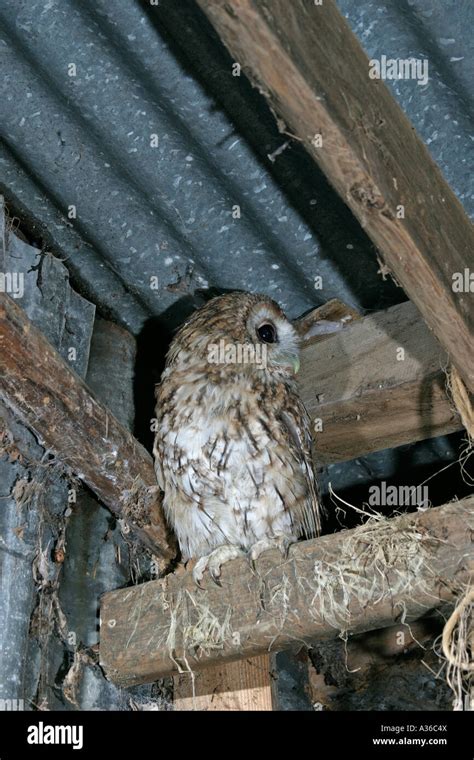 Tawny Owl Strix Aluco Roosting In Barn Roof Fv Stock Photo Alamy