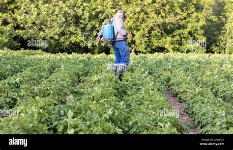 A Farmer Applying Insecticides To His Potato Crop Legs Of A Man In