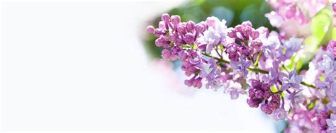 Syringa Flower: All About Common Lilac – Gardendi