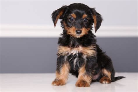 Dorkie Dachshund Yorkie Mix Dog Breed Information Puppies Pictures