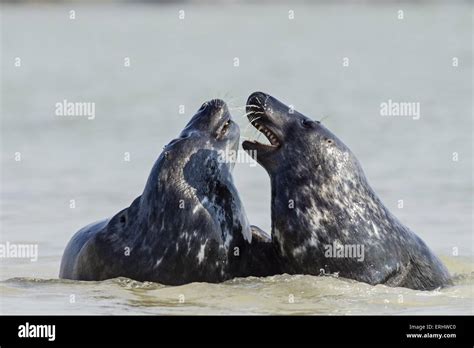 Play Fighting Seals Hi Res Stock Photography And Images Alamy