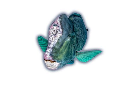 Humphead Parrotfish - Ocean Animals