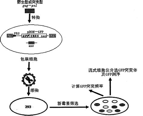 Cell Line Capable Of Packaging Recombinant Retrovirus Particles And