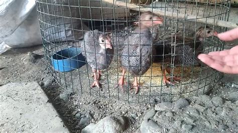 Feeding My 4 Guinea Fowl Keets Youtube