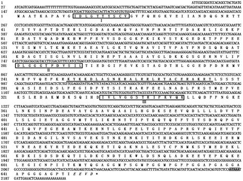 Nucleotide And Deduced Amino Acid Sequences Of The Xc Hsp Gene The