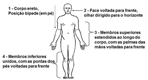 Posição Anatomica - Anatomia Sistêmica