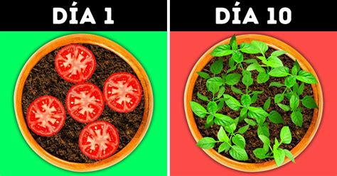 Cómo cultivar estas 9 plantas en tu propio jardín casero Ideas En 5