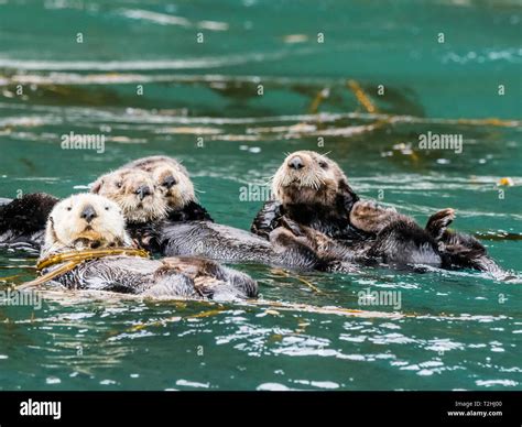 A Raft Of Sea Otters Enhydra Lutris Grooming Their Fur In Kelp In The