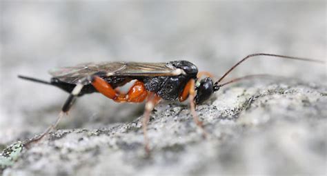 Ichneumon Wasp Pimpla BugGuide Net