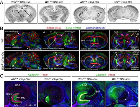 Mouse Hippocampus Anatomy Gaswreach