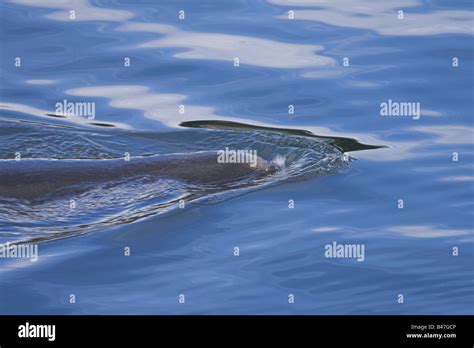 California Sea Lion swimming past Stock Photo - Alamy