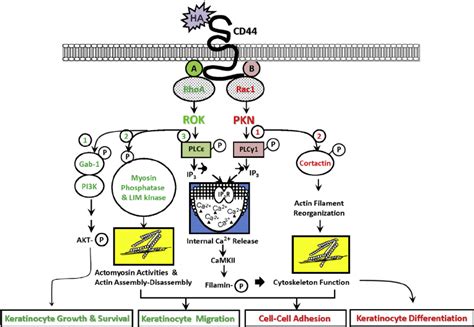 A Proposed Model For Hacd44 Mediated Signaling In Keratinocytes The