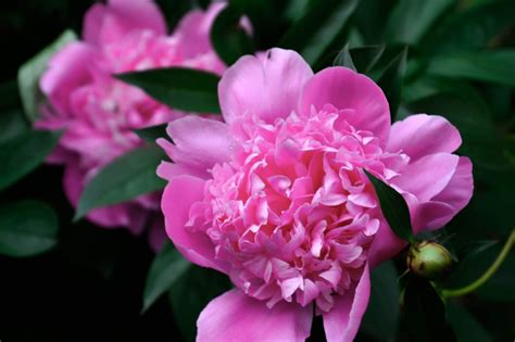 pink peonies – Longfellow365