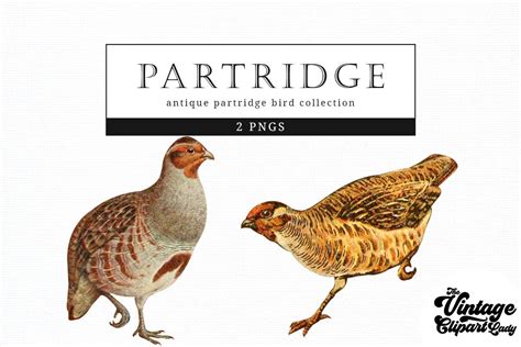 Partridge Vintage Bird Illustration Graphic by theclipartlady ...