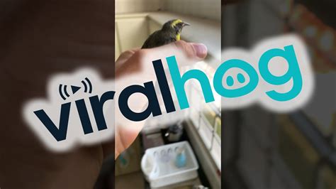 Man Rescues Bird From Inside House Viralhog Youtube