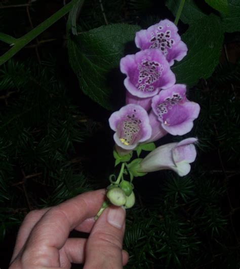 Foxglove | Plants, Garden, Flowers