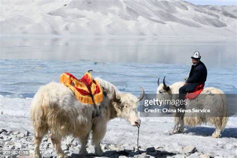 2489 Yak China Stock Photos High Res Pictures And Images Getty Images