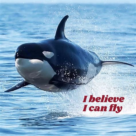 I Believe I Can Fly I Believe 5